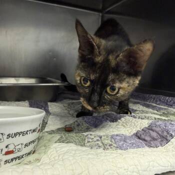 Baby Girl -  Domestic Short Hair Cat for Adoption in Gloucester, Virginia - Baby Girl | PetCurious