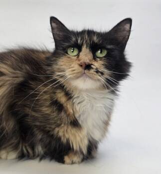 Hoodlepie -  Domestic Long Hair Cat for Adoption in Sedalia, Colorado - Hoodlepie | PetCurious