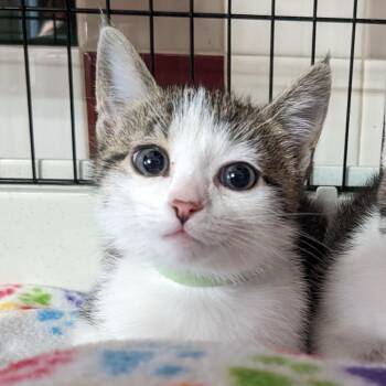 Domestic Short Hair Cats Available for Adoption in Union, Missouri - Pepper FC | PetCurious