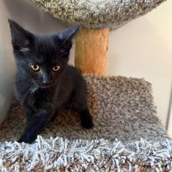 Bambino BB -  Domestic Short Hair Cat for Adoption in Eaton Rapids, Michigan - Bambino BB | PetCurious