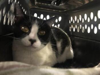 Domestic Short Hair Cats Available for Adoption in Brentwood, Missouri - COCO CHANEL | PetCurious