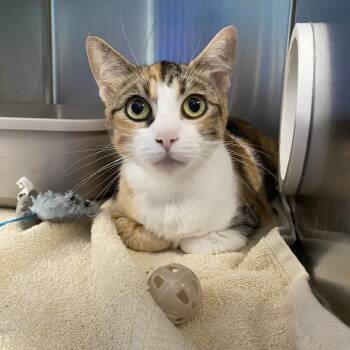 Lina -  Domestic Short Hair Cat for Adoption in Walker, Michigan - Lina | PetCurious