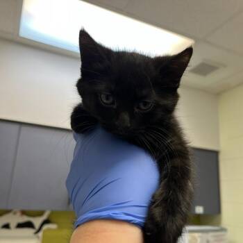 Domestic Short Hair Cats Available for Adoption in Charlottesville, Virginia - Reading Rainbow | PetCurious