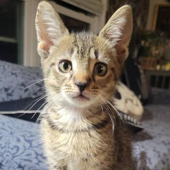 Travis T -  Domestic Short Hair Cat for Adoption in Sandy Springs, Georgia - Travis T | PetCurious