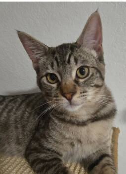 Rescue Domestic Short Hair Cats for Adoption in Salinas, California - Chamberlain | PetCurious