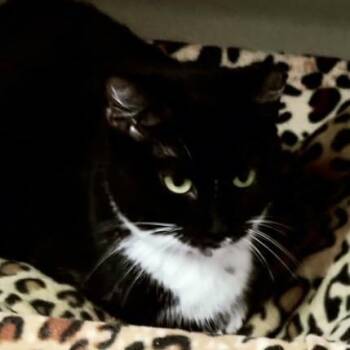 Meatloaf -  Domestic Short Hair Cat for Adoption in Lakeland, Florida - Meatloaf | PetCurious