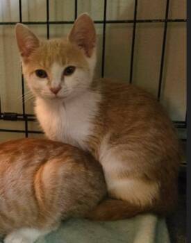 Rescue Domestic Short Hair Cats for Adoption in Yorktown, Indiana - Taffy | PetCurious