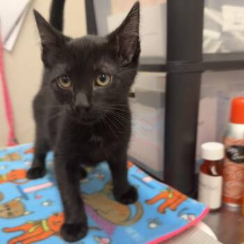 Domestic Short Hair Cats Available for Adoption in Morganton, North Carolina - Hex | PetCurious