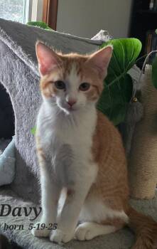 Rescue Tabby and Domestic Short Hair Cats for Adoption in Omaha, Nebraska - FFC00290 Davy | PetCurious