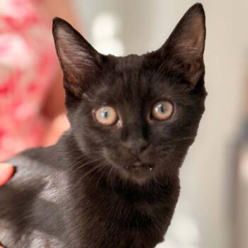 Coco 2 -  Domestic Short Hair Cat for Adoption in Cumming, Georgia - Coco 2 | PetCurious
