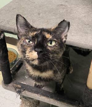 Bella -  Domestic Short Hair Cat for Adoption in Champaign, Illinois - Bella | PetCurious