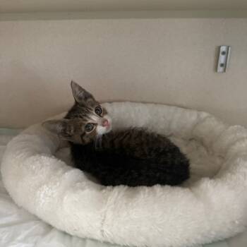 Rescue Domestic Short Hair Cats for Adoption - Kai | PetCurious