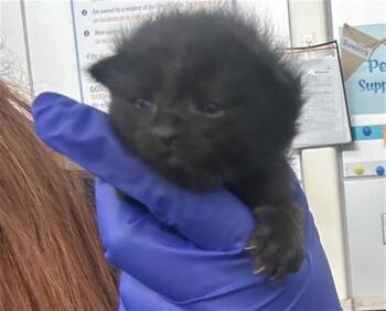 Domestic Short Hair Cats Available for Adoption in Dallas, Texas - AUSTIN | PetCurious