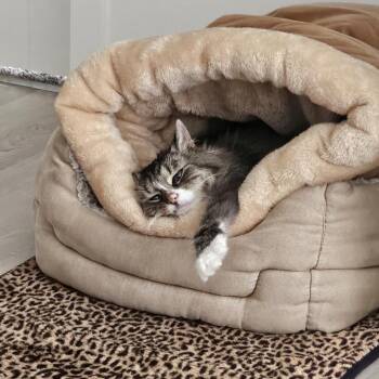 Domestic Long Hair Cats Available for Adoption in Washougal, Washington - Maizey | PetCurious