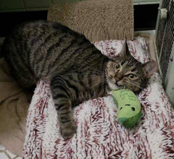 Rescue Domestic Short Hair Cats for Adoption in Chicago, Illinois - Lydia | PetCurious