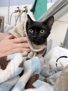 Paddle -  Domestic Short Hair Cat for Adoption in Fruit Heights, Utah - Paddle | PetCurious