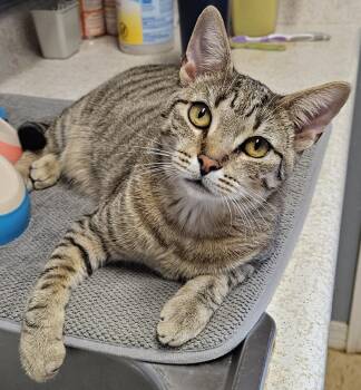 Tabby Cats Available for Adoption in Metairie, Louisiana - Eloise A Talkative Sweet People-Person Young Kitty | PetCurious