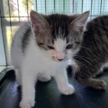Domestic Short Hair Cats Available for Adoption in Sarasota, Florida - Beth | PetCurious