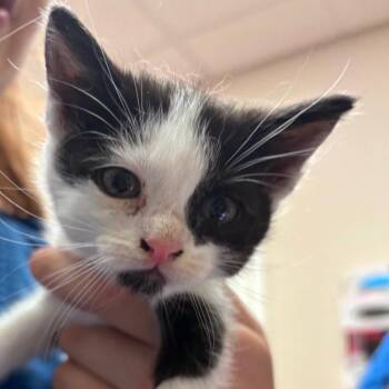 Domestic Medium Hair Cats Available for Adoption in Goleta, California - Katya | PetCurious