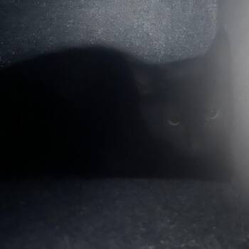 Rescue Domestic Short Hair Cats for Adoption in Auburn, Alabama - Minnie | PetCurious