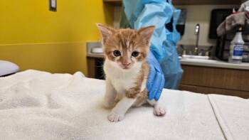 Moe -  Domestic Short Hair Cat for Adoption in Raleigh, North Carolina - Moe | PetCurious
