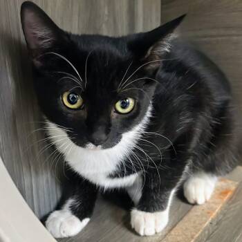 Rescue Tuxedo Cats for Adoption in Tallahassee, Florida - Bells @ Fat Cat Cafe | PetCurious