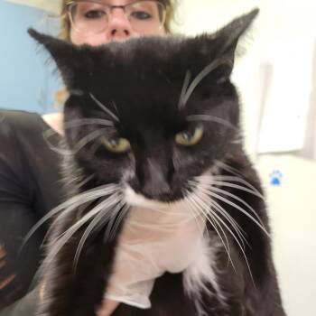 Rescue Domestic Short Hair Cats for Adoption in Charleston, West Virginia - Rainbow Sprinkles | PetCurious