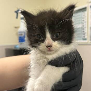 Cantaloupe -  Domestic Medium Hair Cat for Adoption in Chicago, Illinois - Cantaloupe | PetCurious