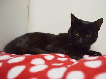 CINDY -  Domestic Short Hair Cat for Adoption in Sacramento, California - CINDY | PetCurious