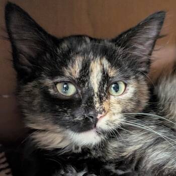 Zev - Reduced Fee -  Domestic Medium Hair Cat for Adoption in Jefferson, Wisconsin - Zev - Reduced Fee | PetCurious