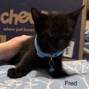 Fred -  Domestic Short Hair Cat Available for Adoption in Danbury, Connecticut - Fred | PetCurious