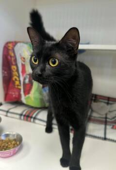 Domestic Short Hair Cats Available for Adoption in Grand Forks, North Dakota - Jessica | PetCurious