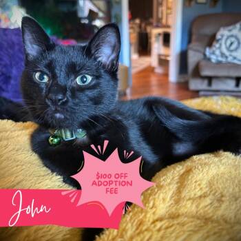 John Lennon -  Domestic Short Hair Cat Available for Adoption in Chattanooga, Tennessee - John Lennon | PetCurious