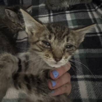 Domestic Short Hair Cats Available for Adoption in Lake Panasoffkee, Florida - SCFL-Stray-66101_2_3_4_5_6_7 | PetCurious