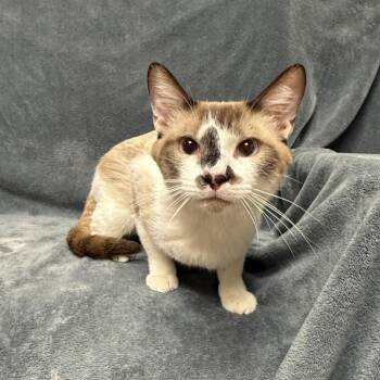 Cosmo -  Domestic Short Hair Cat for Adoption in Brenham, Texas - Cosmo | PetCurious