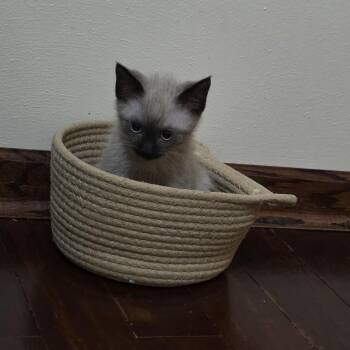 Miso (with Wasabi) -  Siamese and Domestic Short Hair Cat for Adoption in Madison, Wisconsin - Miso (with Wasabi) | PetCurious