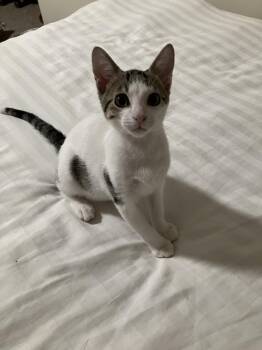 Gremlin -  Domestic Short Hair Cat for Adoption in Hudson, New Hampshire - Gremlin | PetCurious