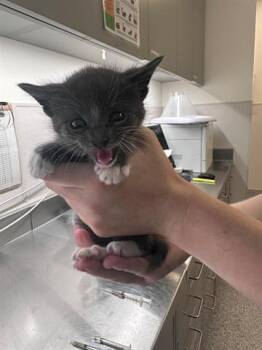 Domestic Short Hair Cats Available for Adoption in Houston, Texas - A654250 | PetCurious