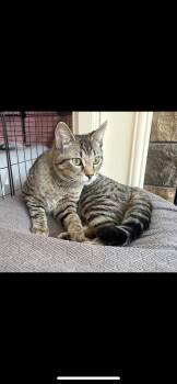 Domestic Short Hair Cats Available for Adoption in Hudson, New Hampshire - Eepy | PetCurious