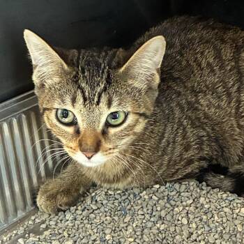 Faun -  Domestic Short Hair Cat for Adoption in Dearborn, Michigan - Faun | PetCurious