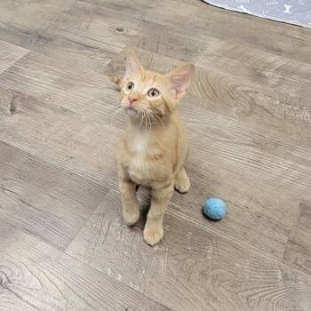 Leonardo -  Domestic Short Hair Cat for Adoption in Grand Island, Nebraska - Leonardo | PetCurious
