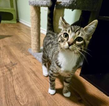 Domestic Short Hair Cats Available for Adoption - Screech | PetCurious