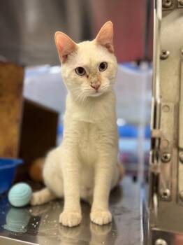 Siamese Cats Available for Adoption - Armond | PetCurious