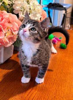 Tekapo -  Domestic Medium Hair Cat for Adoption in Saginaw, Michigan - Tekapo | PetCurious