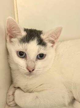 Rescue Domestic Short Hair Cats for Adoption in Peconic, New York - Cranberry | PetCurious