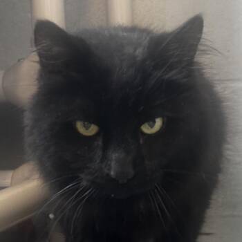 Professor Meatloaf -  Domestic Short Hair Cat for Adoption in Chicago, Illinois - Professor Meatloaf | PetCurious
