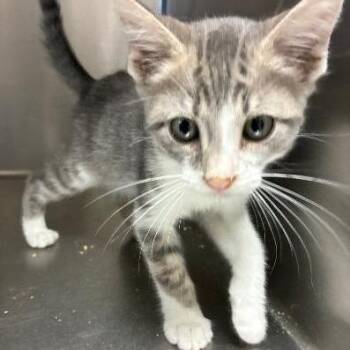 RockSteady -  Domestic Short Hair Cat for Adoption in Carencro, Louisiana - RockSteady | PetCurious