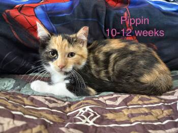 Pippin -  Domestic Short Hair Cat for Adoption - Pippin | PetCurious