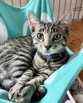 Chip -  Tabby and Domestic Short Hair Cat for Adoption in Red Bank, New Jersey - Chip | PetCurious