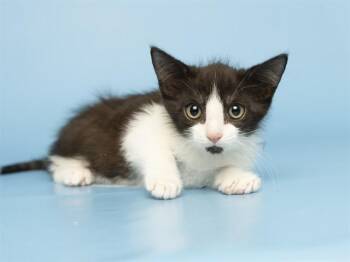 MILO -  Domestic Short Hair Cat for Adoption in Phoenix, Arizona - MILO | PetCurious